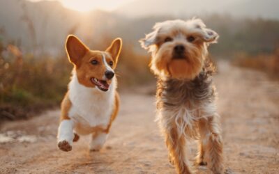 How does Pet Insurance help me manage costs for proper Pet care?