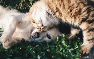 What type of insurance should I buy for my dog or cat?