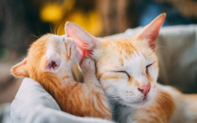 Why Pet Insurance is a Smart Choice for Pet Owners
